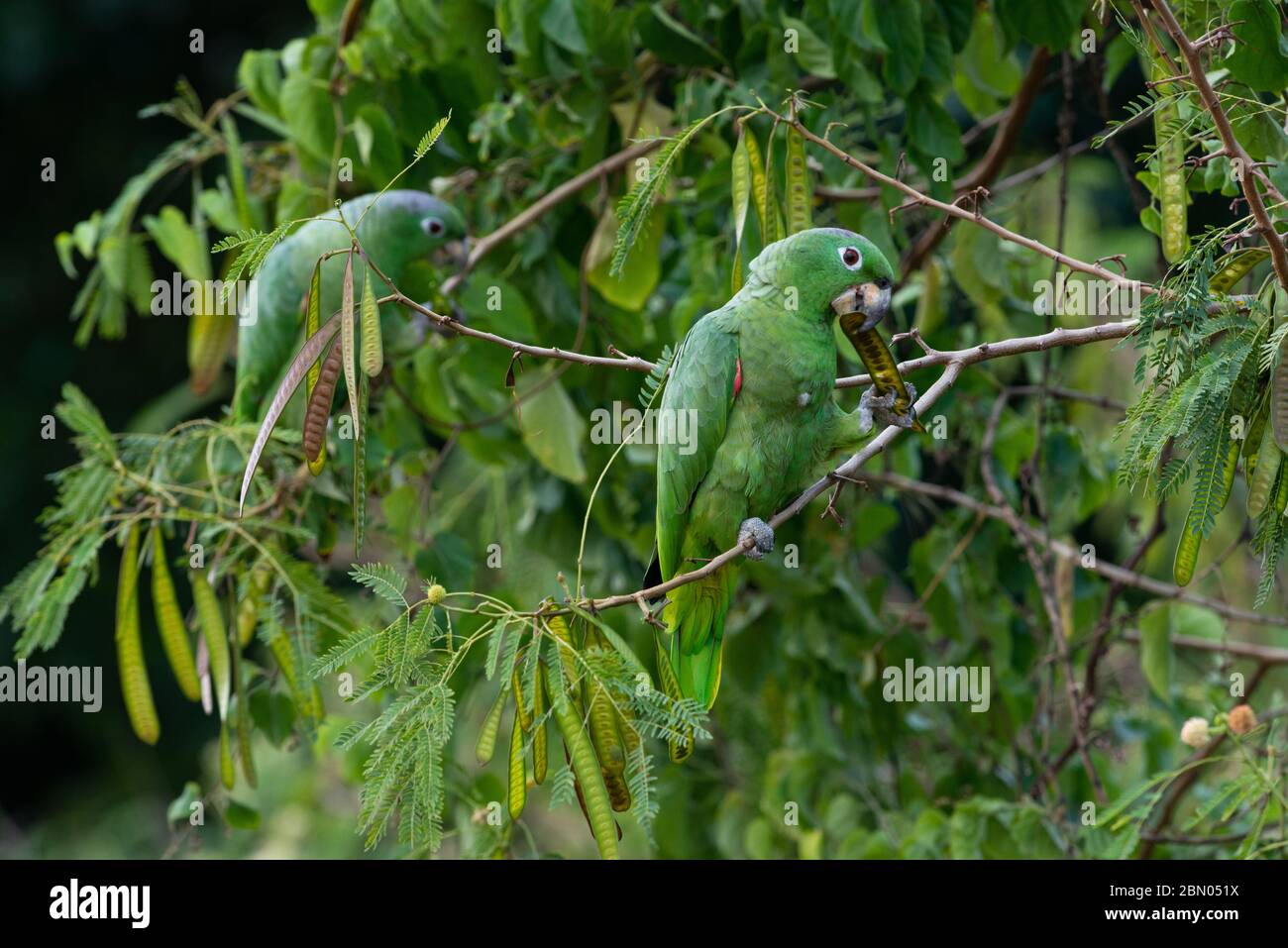 Zwei Mealy Papageien (Amazona farinosa), die die Samen von Leucaena leucocephala in Ilhabela, Brasilien, fressen Stockfoto