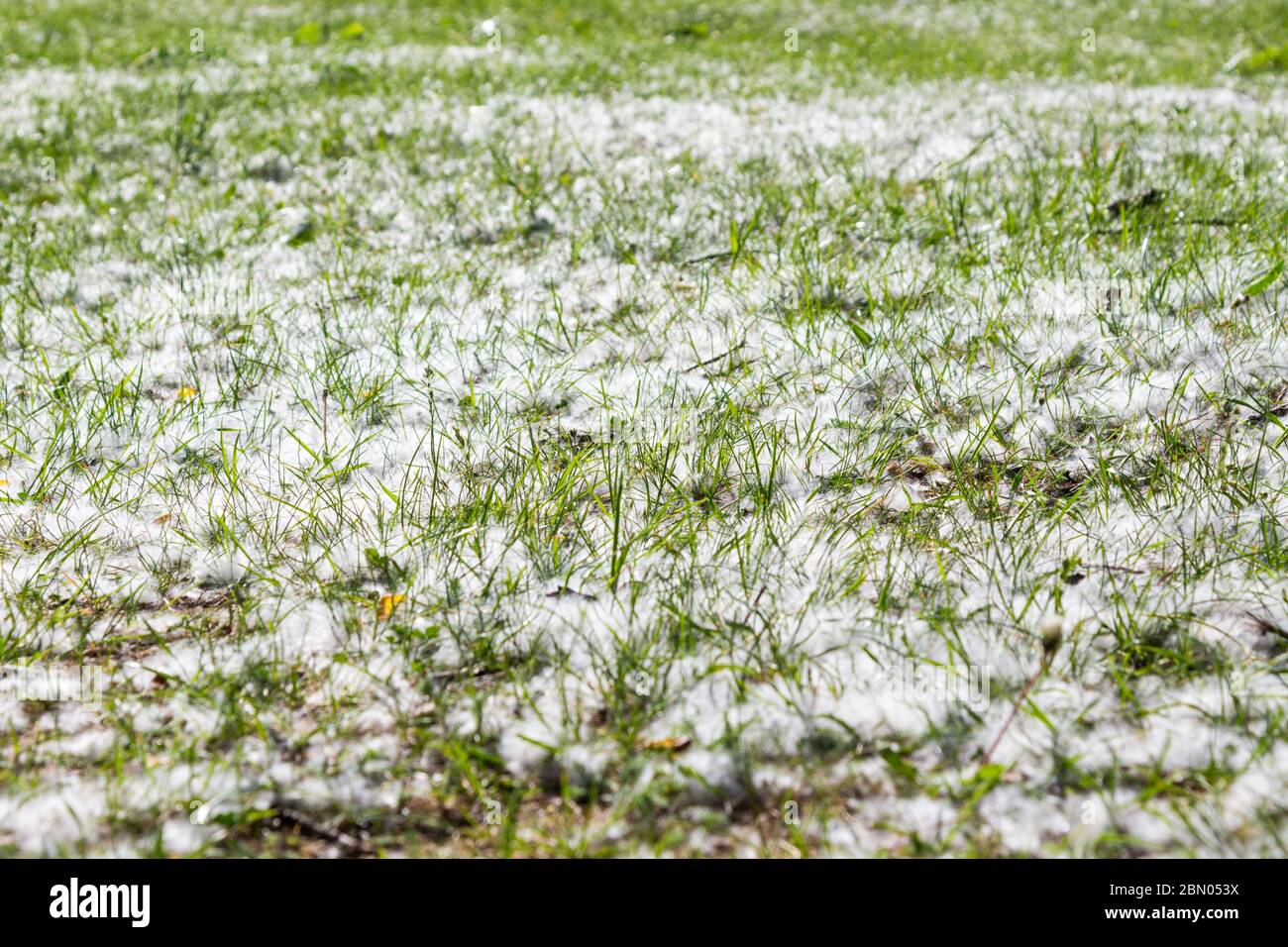 Schwarze Pappel Populus nigra Samenbüschel auf Gras im Frühjahr, Ungarn, Europa Stockfoto