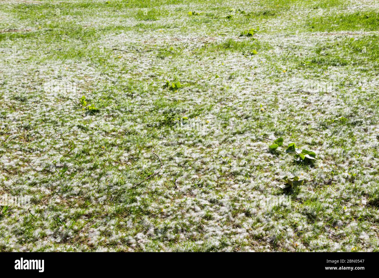Schwarze Pappel Populus nigra Samenbüschel auf Gras im Frühjahr, Ungarn, Europa Stockfoto