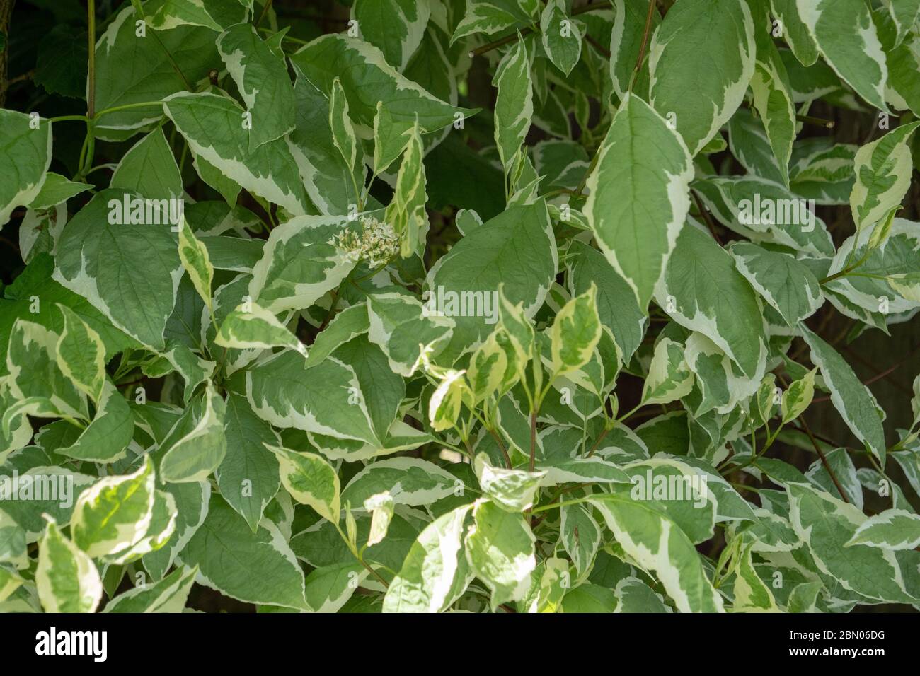 Grüne und weiße Blätter von Cornus alba Elegantissima im Frühling in der Nähe. Stockfoto