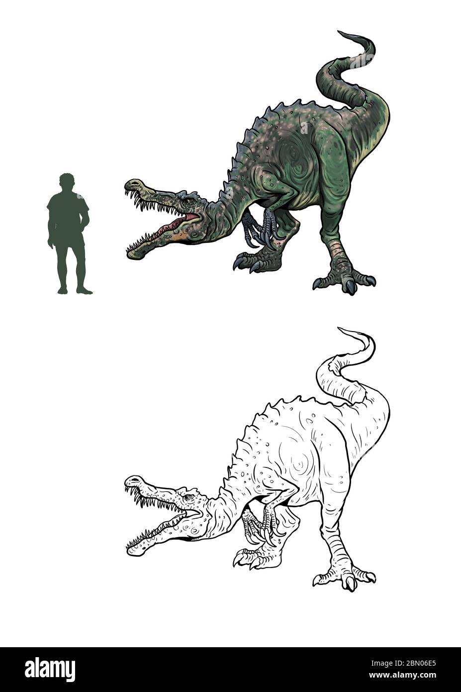 Baryonyx im Vergleich zu Mensch. Vergleich zwischen Dinosaurier und Mensch. Dino Malvorlagen. Stockfoto