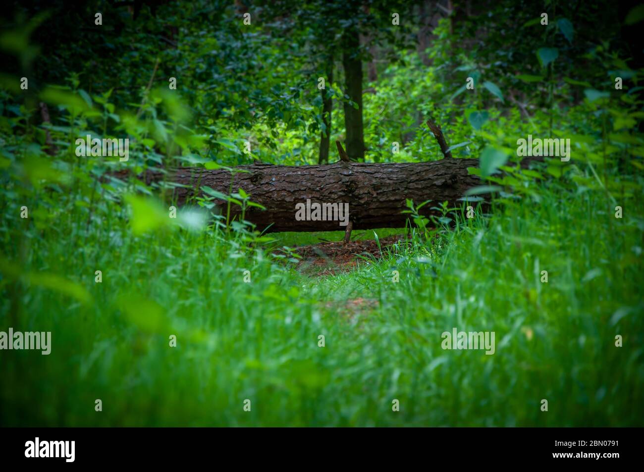 Ein gefallener Baum in einem üppigen grünen Wald blockiert den Weg. Der Weg vor uns ist begrenzt. Konzept. Stockfoto