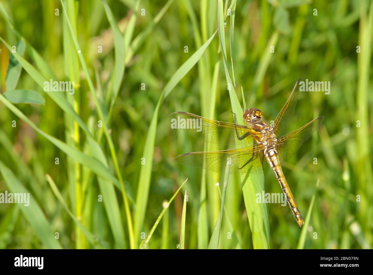 Eine junge, weißgesichtige Wiesenflügeldragonfly, Sympetrum obtrusum, die sich am frühen Morgen im Zentrum von Alberta, Kanada, an Gras festklammert Stockfoto