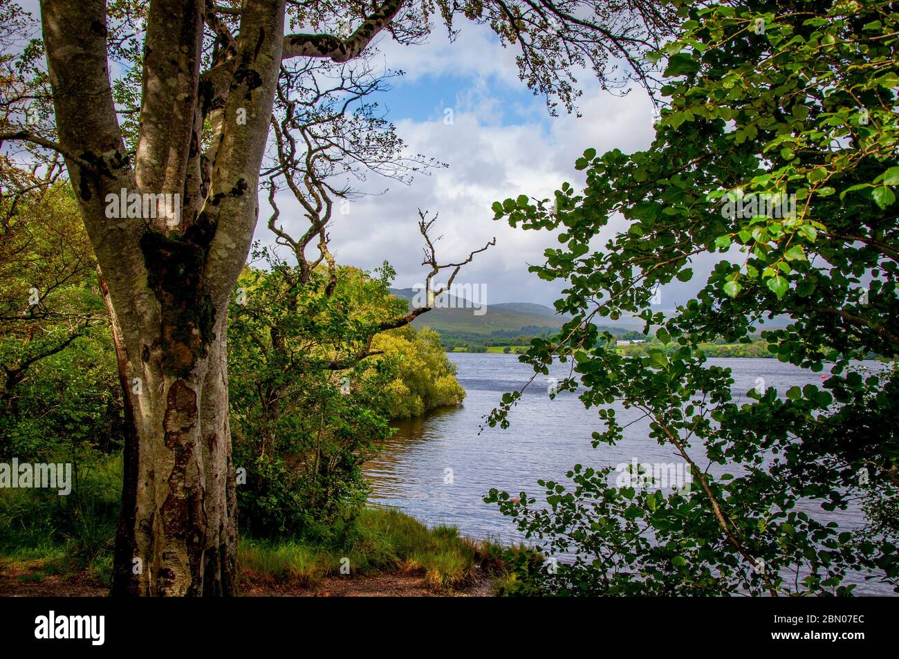 Blick auf Gartan Lough, County Donegal, Irland durch Bäume im Sommer. Stockfoto