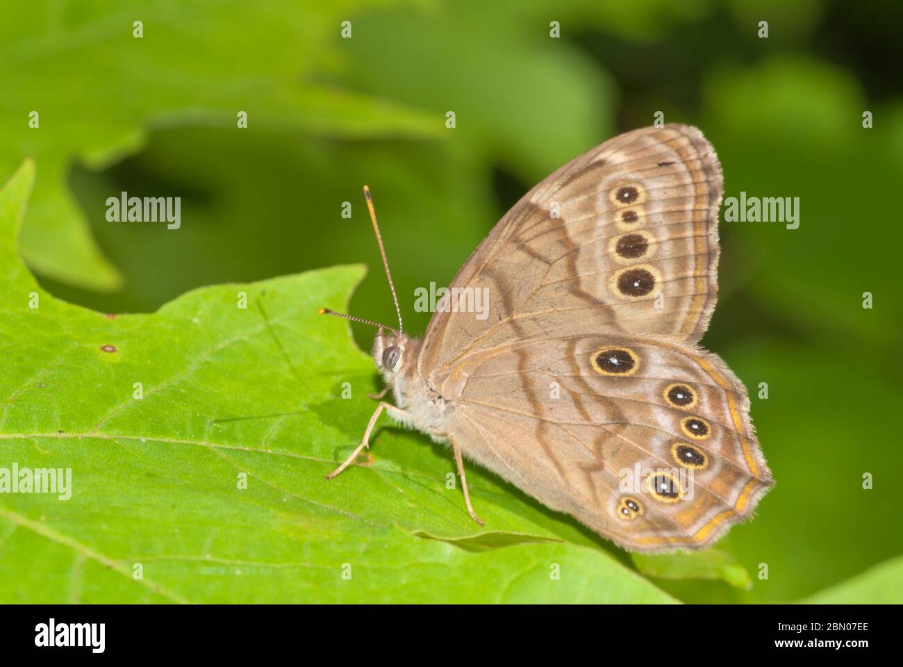 Ein augenbrauner Schmetterling, Satyrodes eurydice, thront auf einem Blatt in einem Wald im Osten von Ontario, Kanada Stockfoto