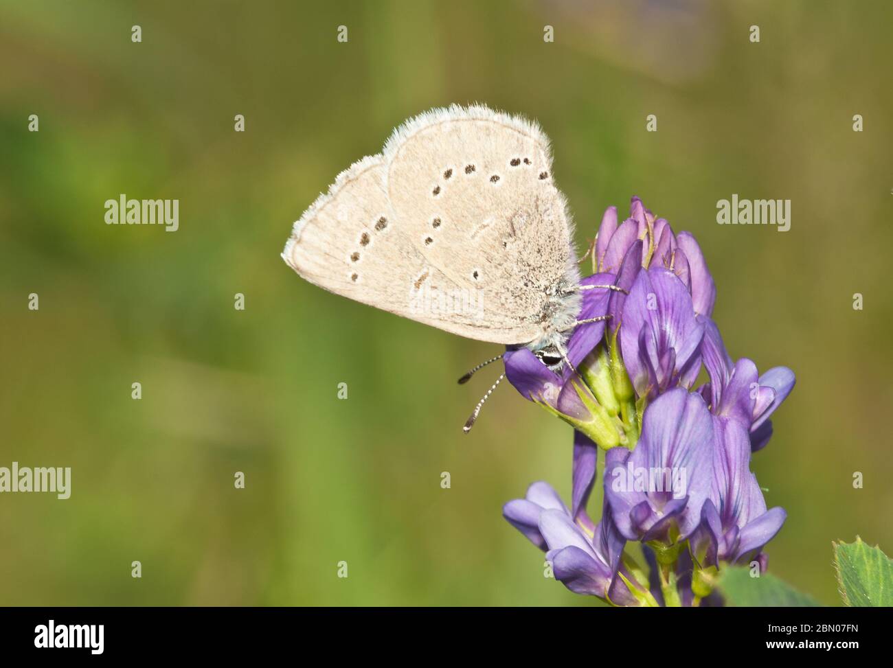 Ein silberblauer Schmetterling, Glaucopsyche lygdamus, thront auf einer Luzerne Blume in einem Feld in Zentral-Alberta, Kanada Stockfoto