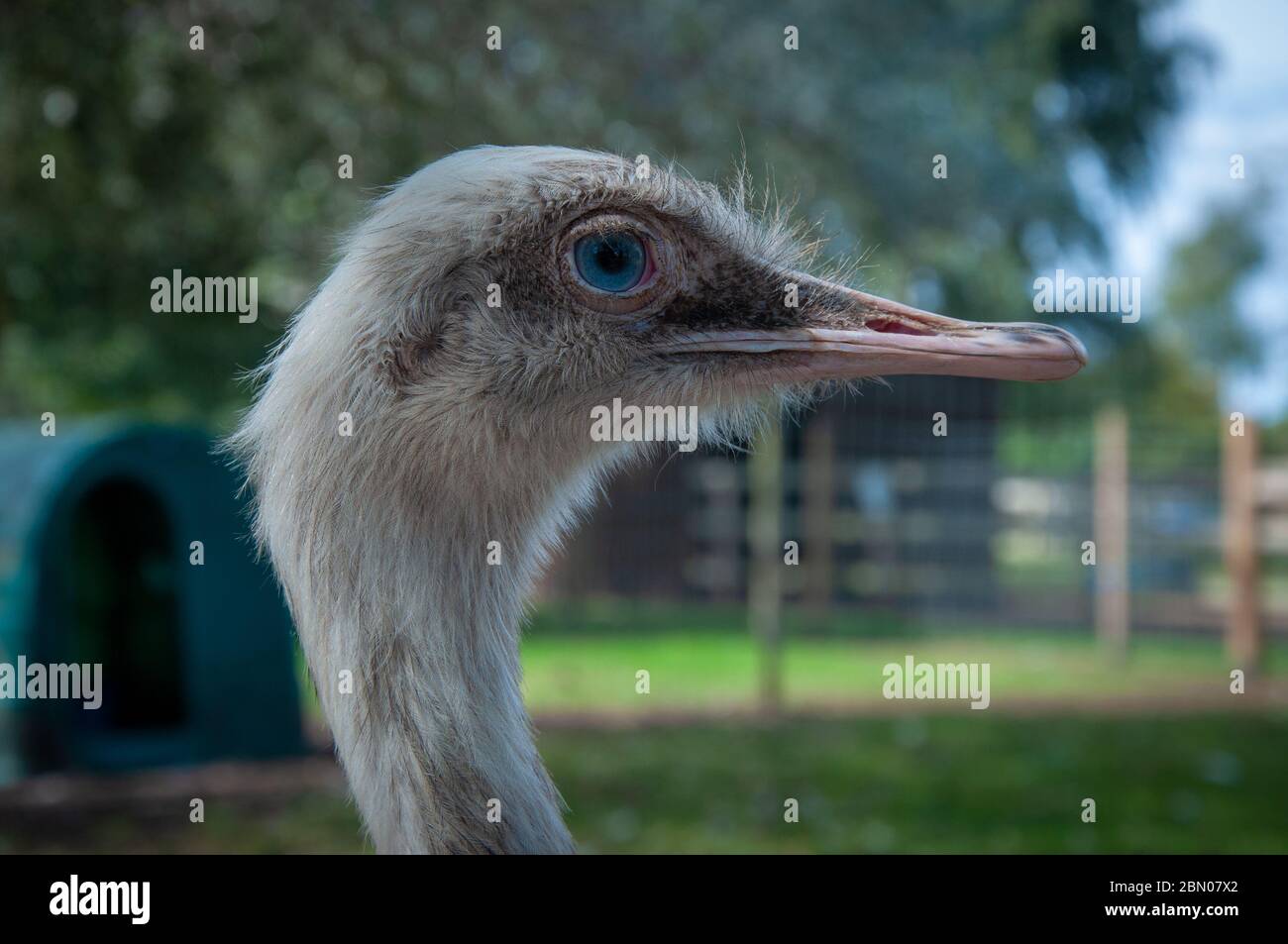 Nahaufnahme Porträt des Kopfes eines großen blauäugigen Rhea flugunfreien Vogels, ähnlich wie Strauß und Emu, im Tattershall Farm Park in Lincolnshire UK Stockfoto
