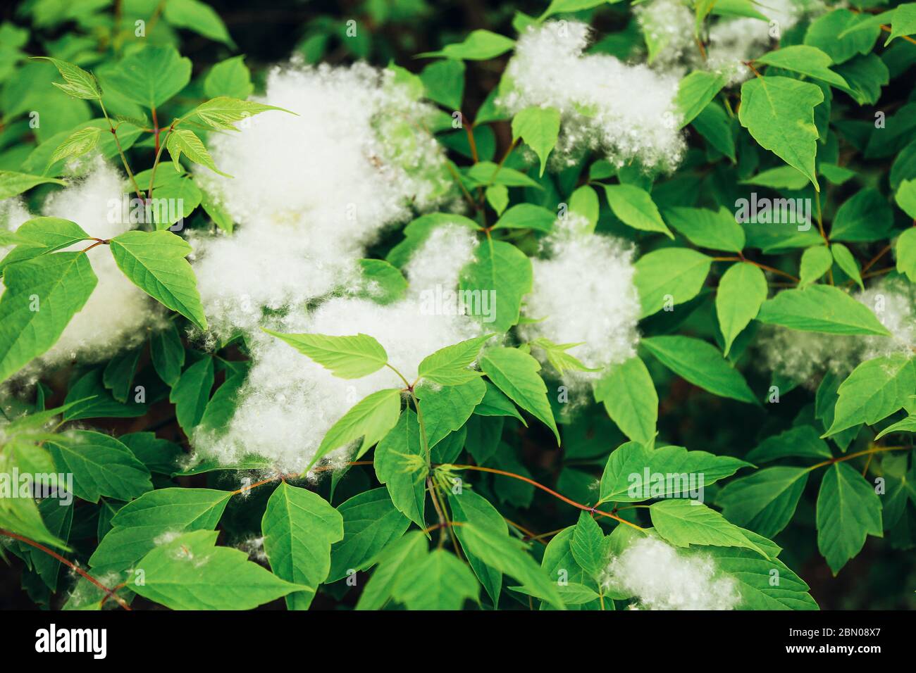 Weiße Flusen liegt am Straßenrand auf dem grünen Gras. Konzept Pappel Allergie. Stockfoto