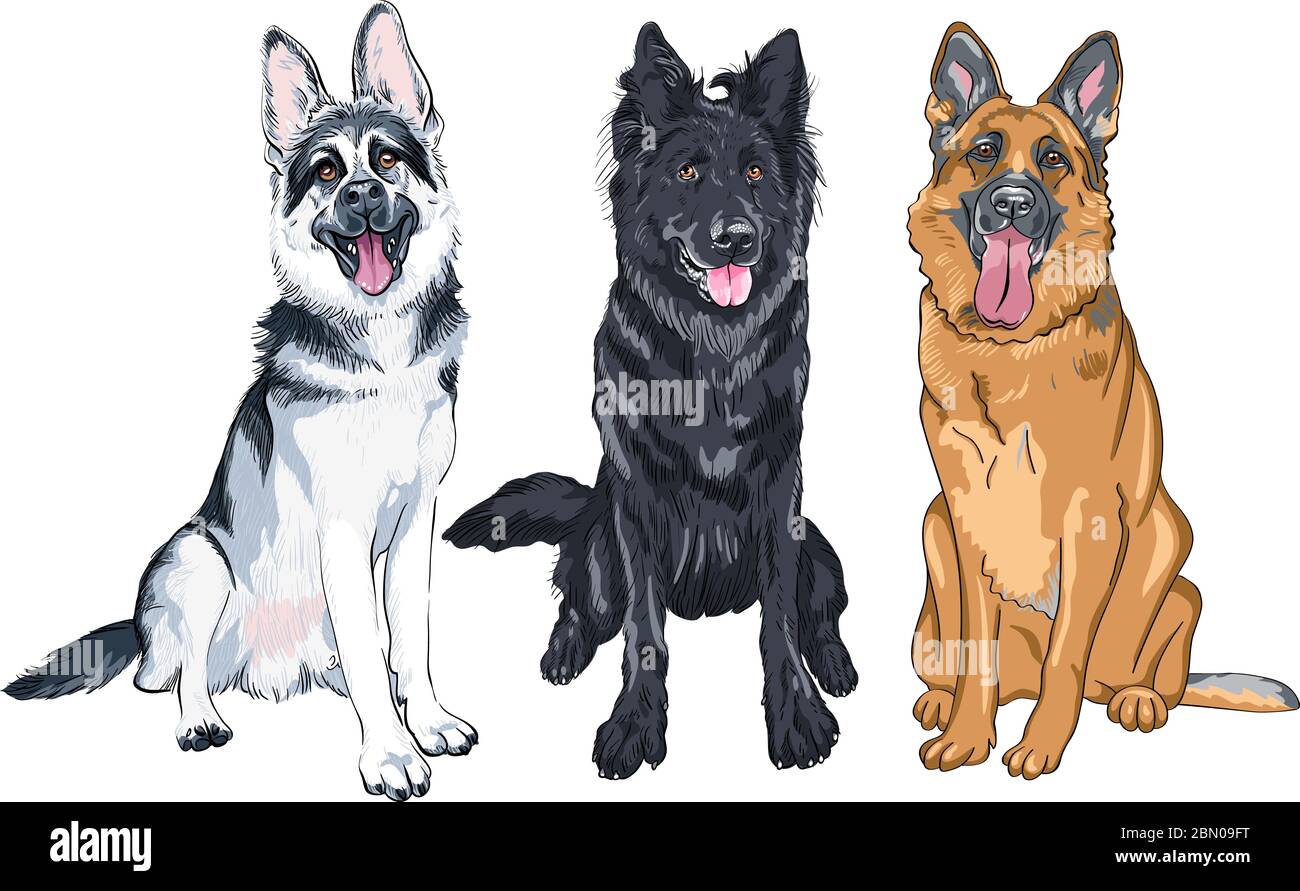Vektor-Set von Schäferhunden, Osteuropäischen Schäferhund, schwarz Belgischen Schäferhund oder Groenendael und Schäferhund mit schwarzer Maske und Zobelmantel Stock Vektor