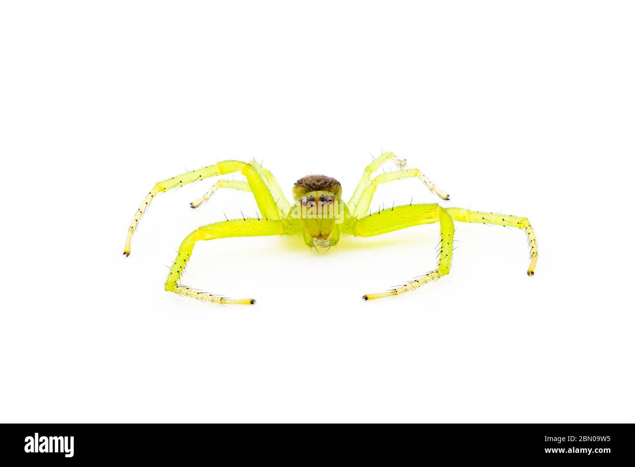 Eine spinne im garten Ausgeschnittene Stockfotos und bilder Alamy