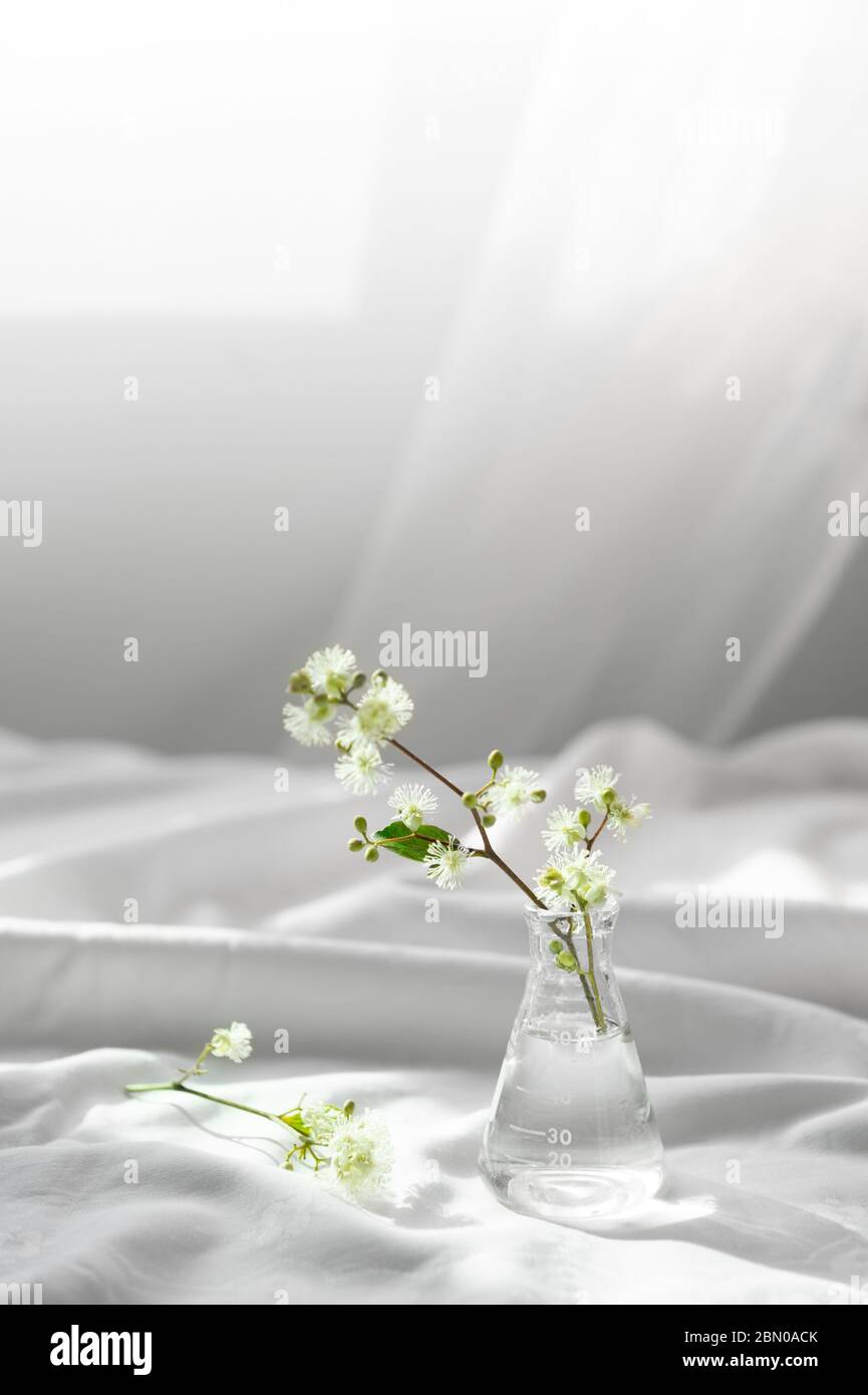 Weiße Natur wilde Blume im Glas Wissenschaft Flasche für organische kosmetische Forschung Konzept mit weichem weißen Stoff Fenster Sonne Licht Hintergrund Stockfoto