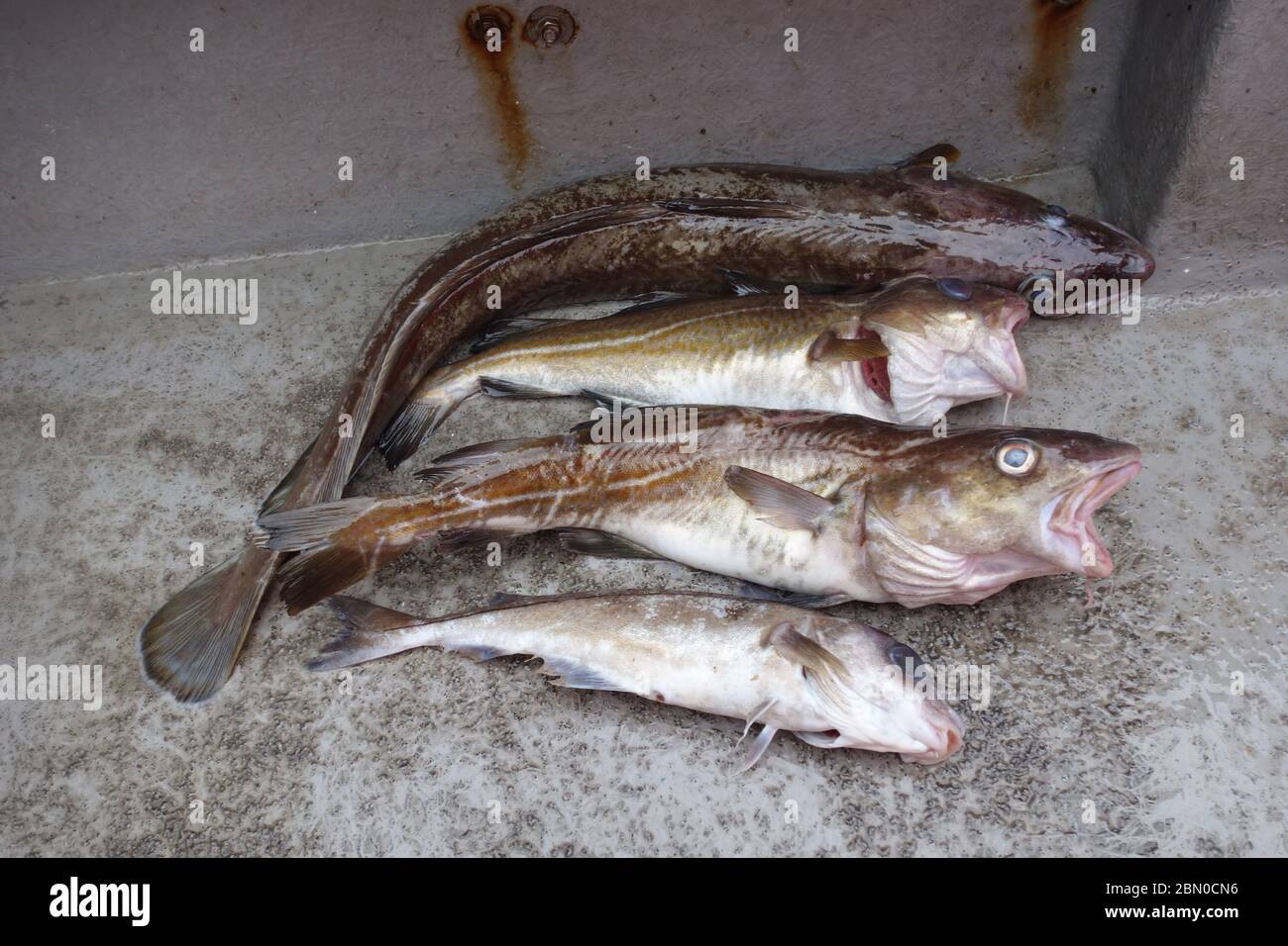 Ein Ling Cod, zwei Cod und ein Schellfisch, gefangen auf einem Charterboot in der Nordsee aus Hartlepool. Stockfoto