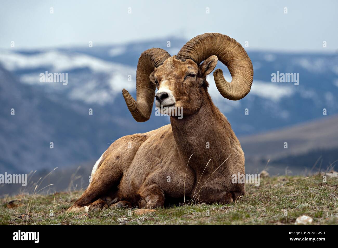 Big Horn Schaframm Stockfoto