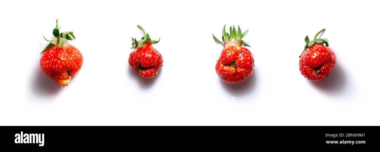 Trendy hässlichen Lebensmittel Banner frisch rote Erdbeere auf weißem Hintergrund isoliert mit Schatten. Falsche Produkte, Lebensmittelverschwendung Problem Konzept Stockfoto