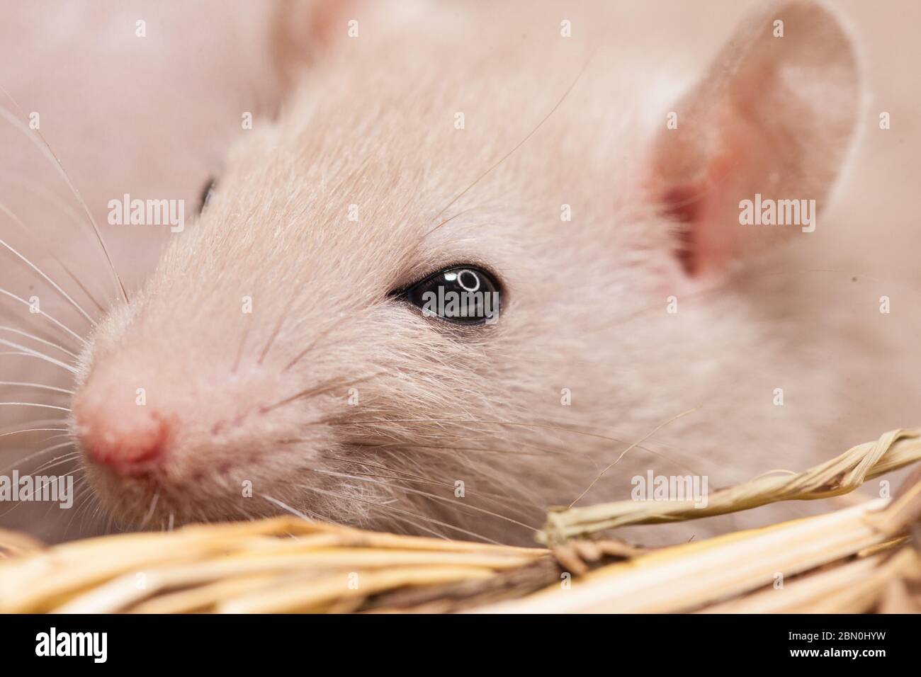 Konzept der Virenisolierung. Rattenratten Nest von Gras Stockfoto