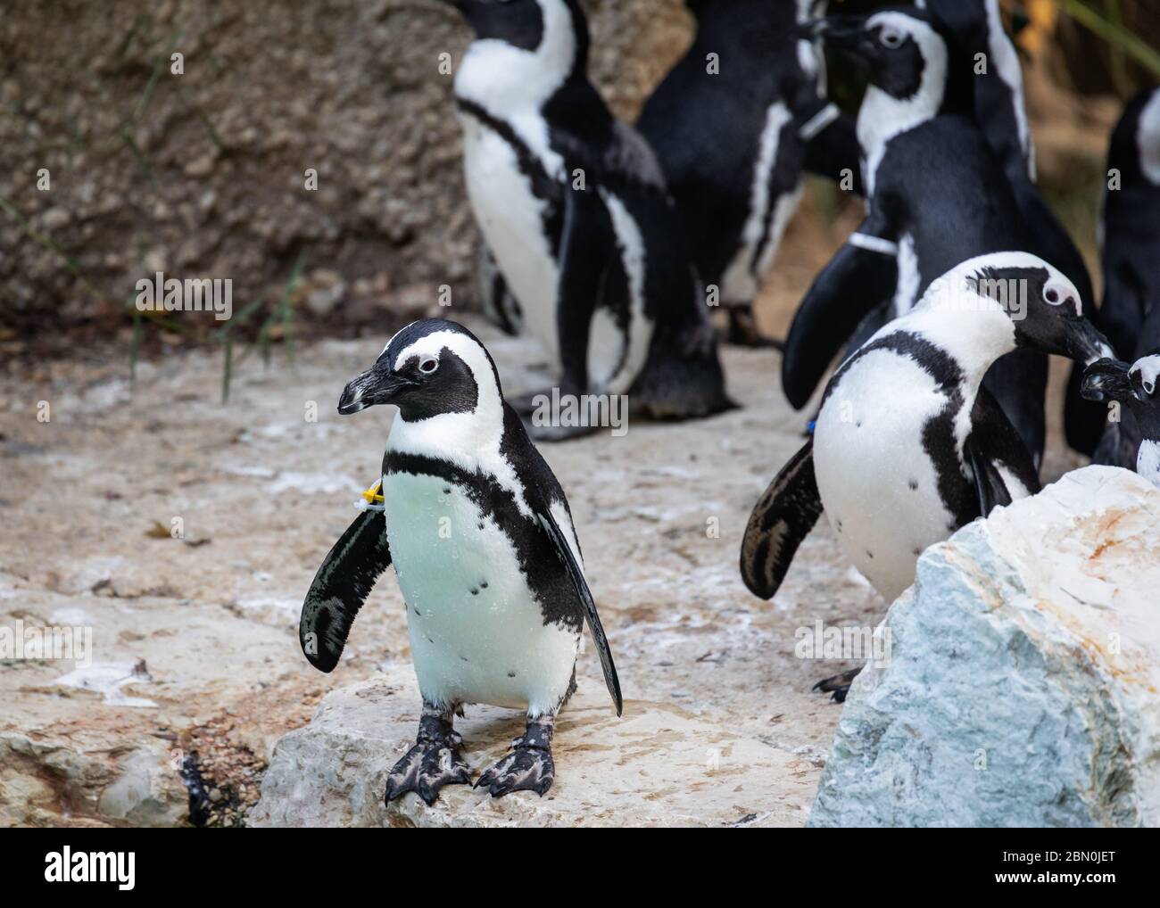 Pinguine auf einen Spaziergang Stockfoto