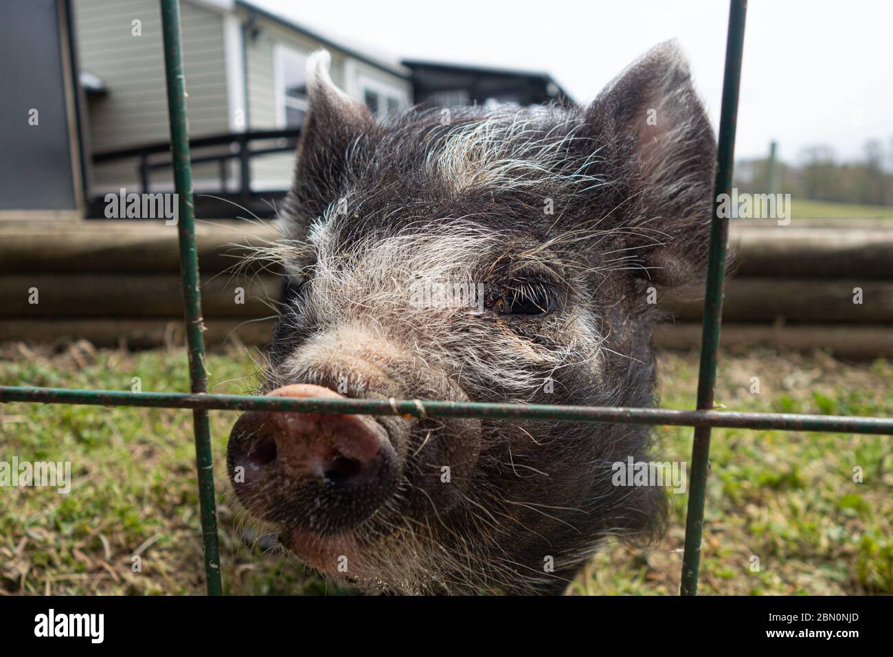 Ein Baby Kunekune Ferkel -die Kunekune ist eine kleine Rasse von Hausschwein aus Neuseeland. Stockfoto