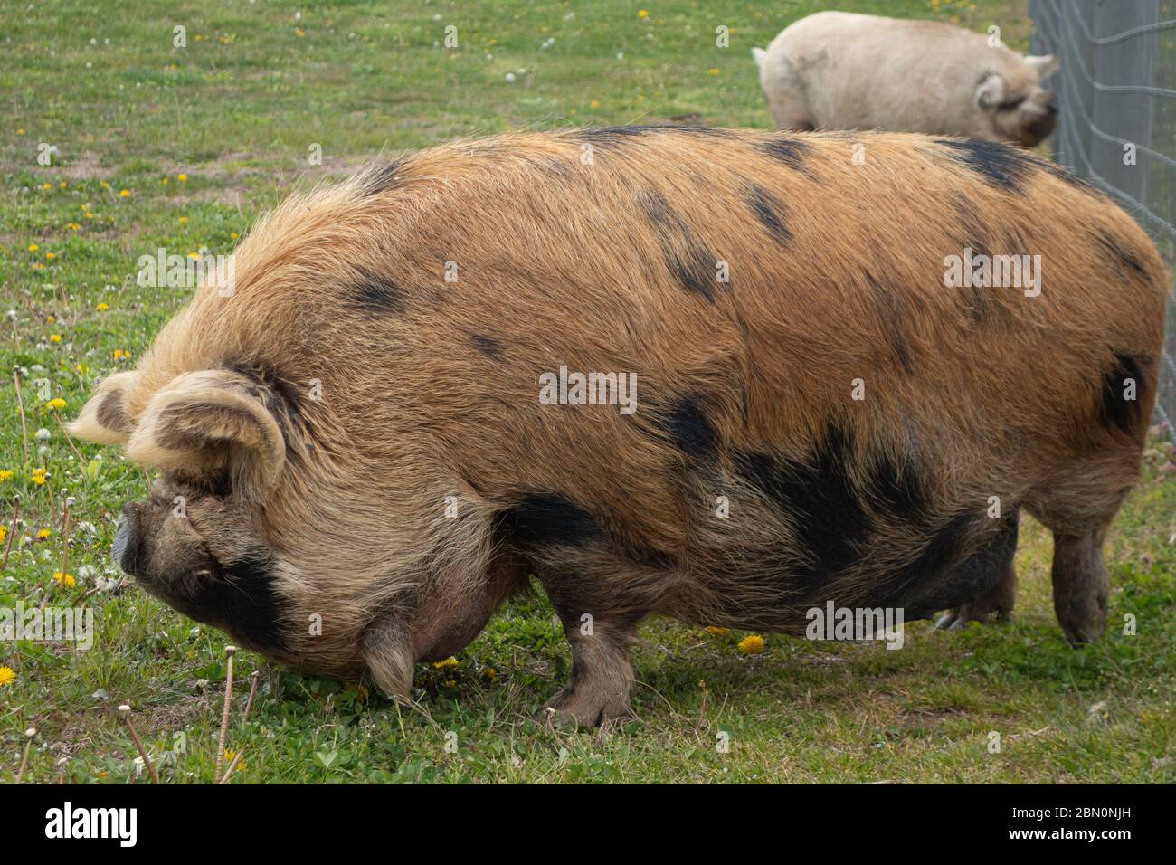 Die Kunekune ist eine kleine Rasse von Hausschweinen aus Neuseeland. Stockfoto