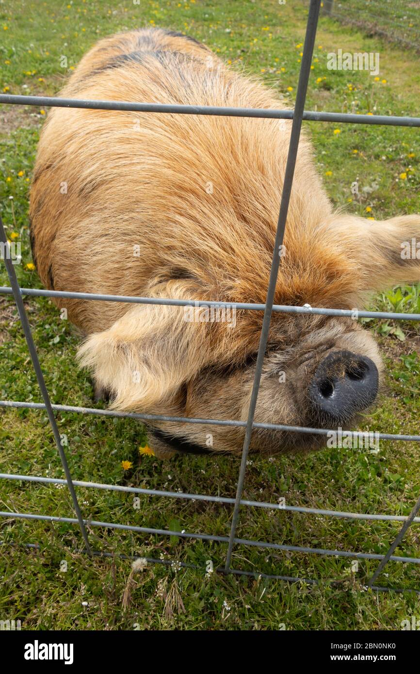 Die Kunekune ist eine kleine Rasse von Hausschweinen aus Neuseeland. Stockfoto