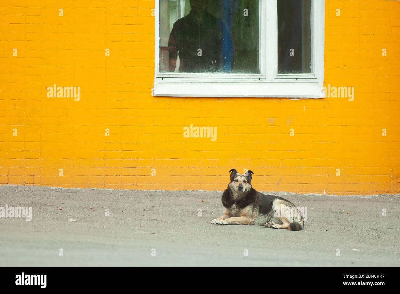 Obdachlose Bettelhund mit vor der gelben Wand Stockfoto