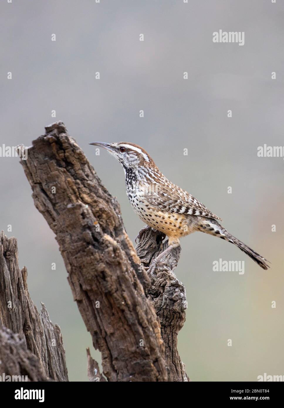 Cactus Wren, Tortolita Mountains, Marana, in der Nähe von Tucson, Arizona. Stockfoto