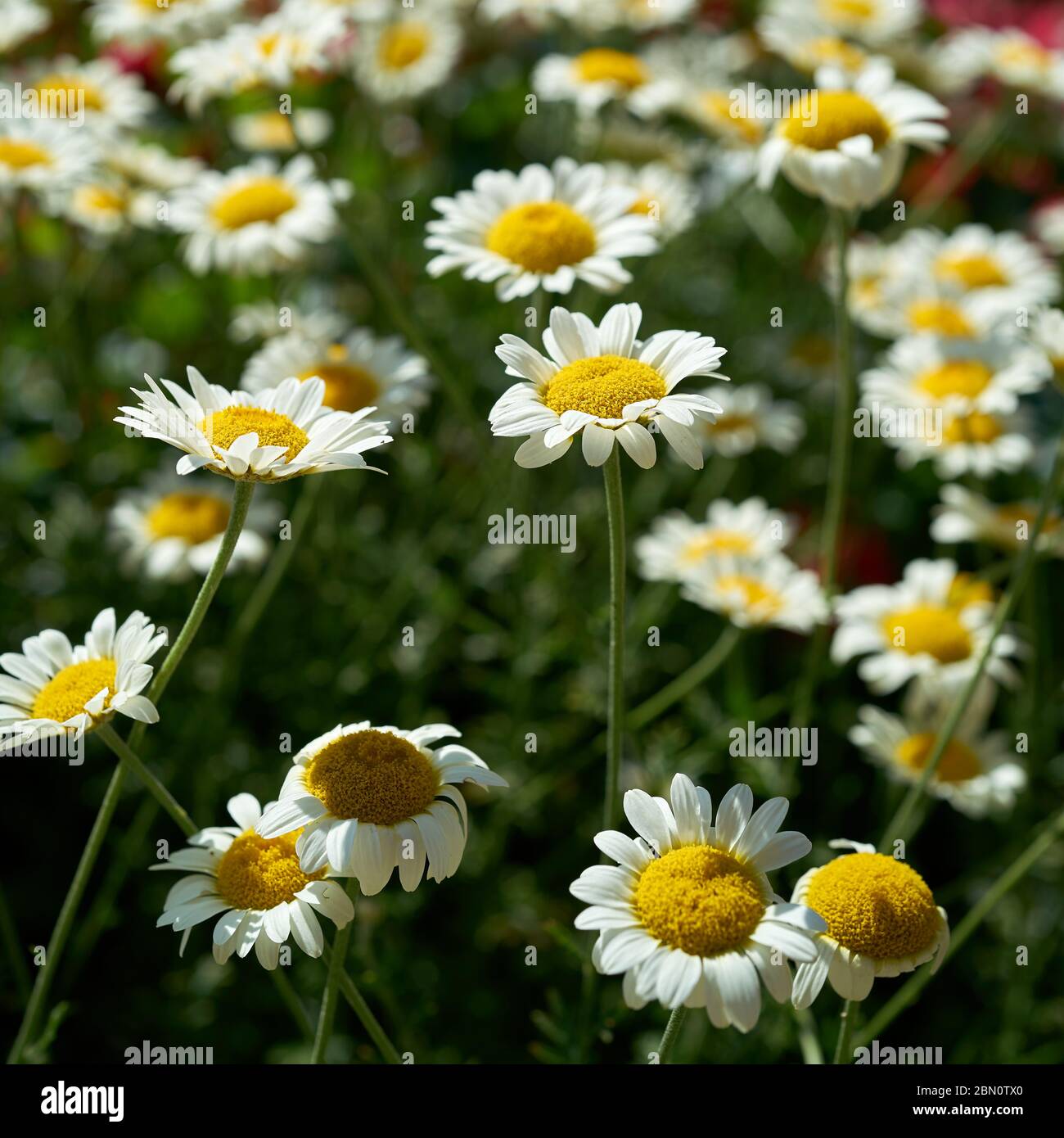Blühende Margeriten in ein Blumenbeet im Sommer Stockfoto