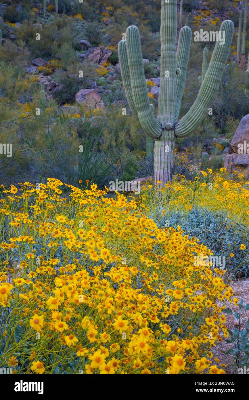 Frühling in den Tortolita Mountains, Marana, in der Nähe von Tucson, Arizona. Stockfoto