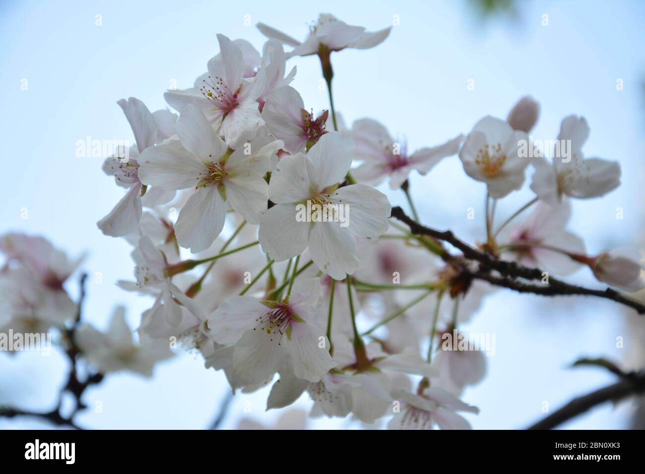 Sakura blüht im Park in Shanghai Stockfoto