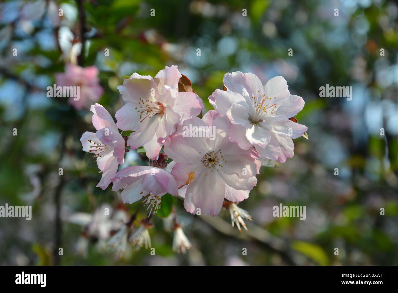 Hellrosa Blüten blühen am sonnigen Nachmittag Stockfoto