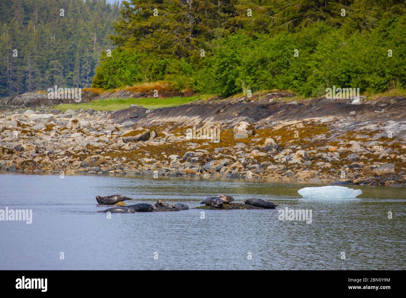 Harbor Seals, Tongass National Forest, Alaska. Stockfoto