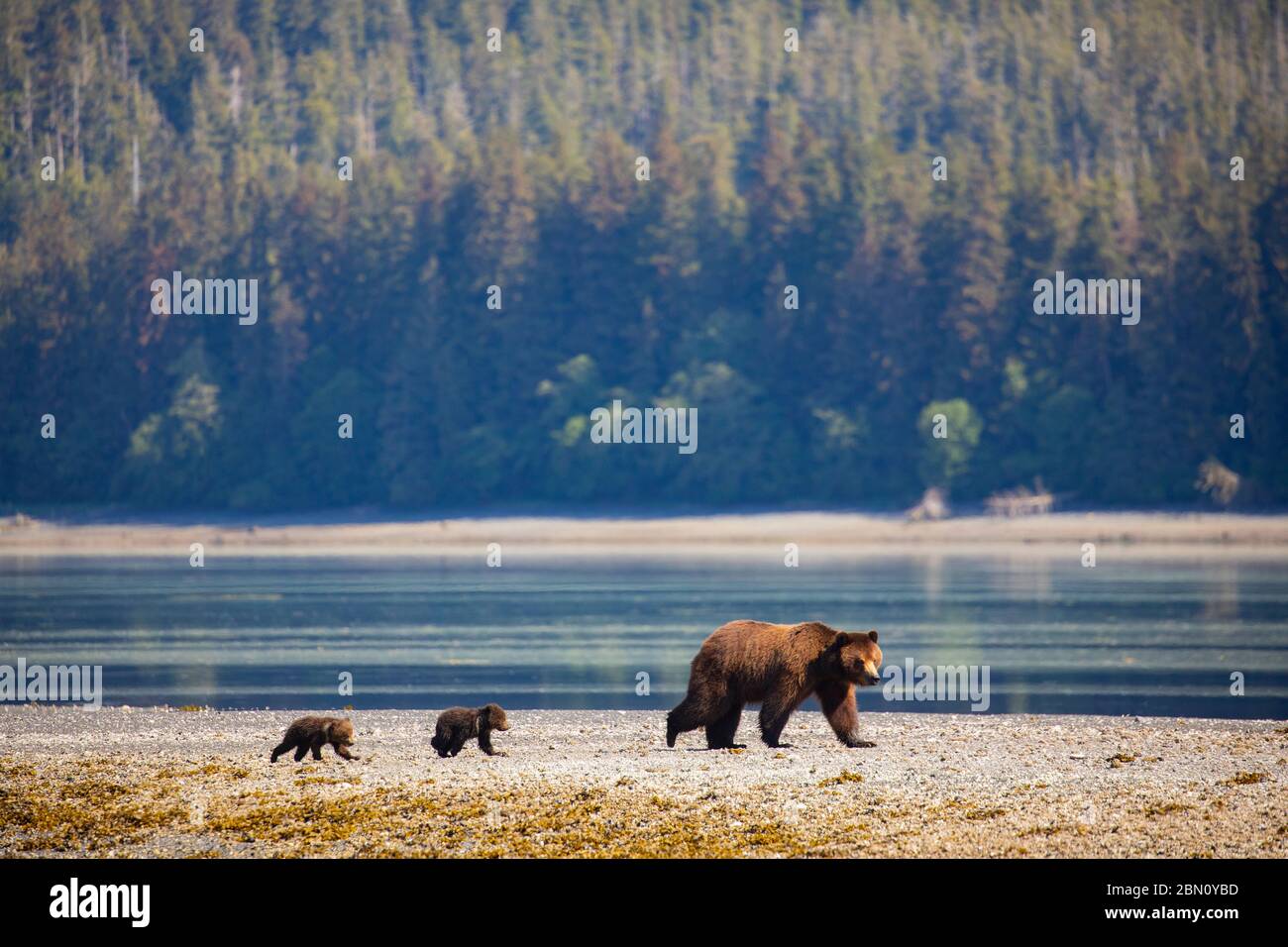 Braunbär Familie im Stan Price Wildlife Sanctuary, Pack Creek, Tongass National Forest, Alaska. Stockfoto
