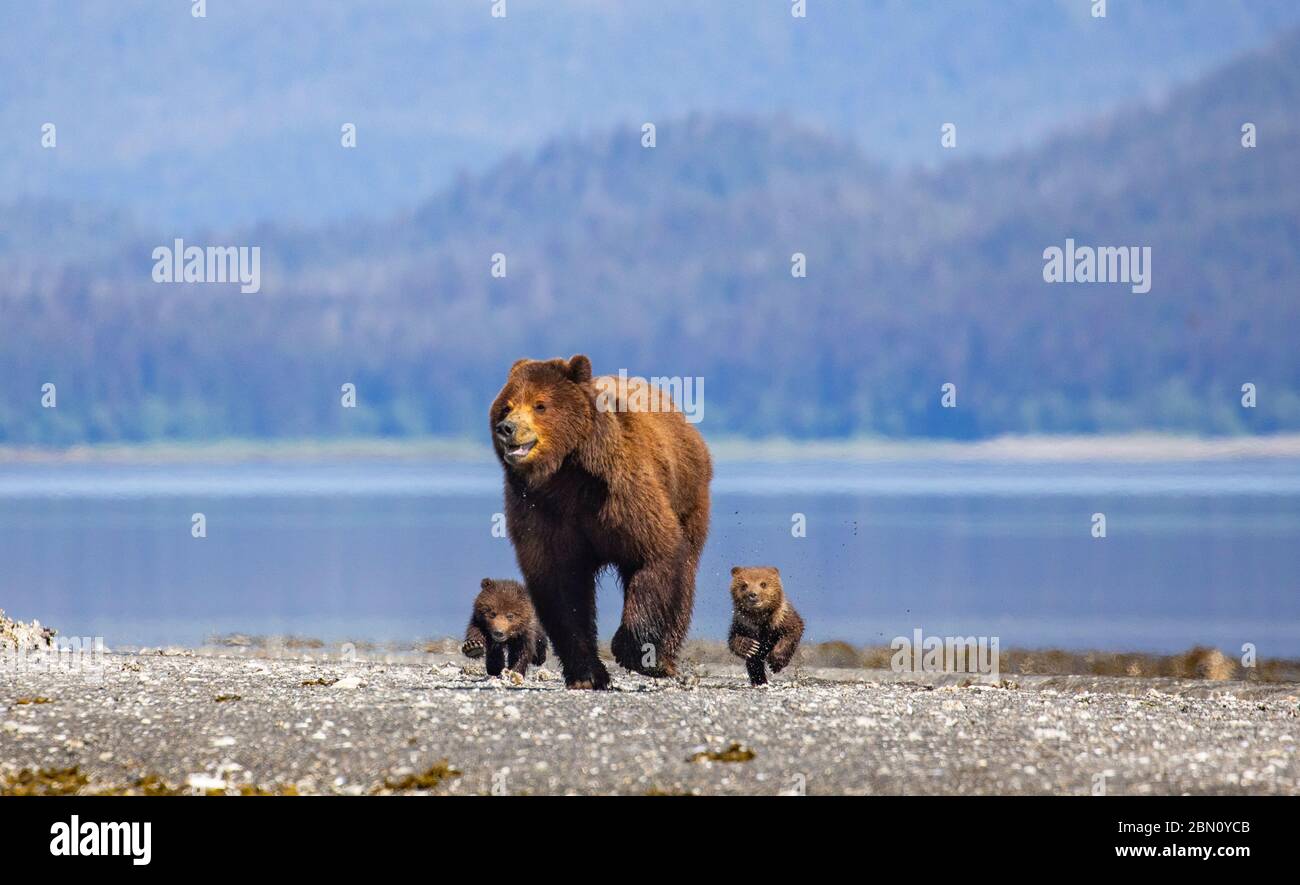 Braunbär Familie im Stan Price Wildlife Sanctuary, Pack Creek, Tongass National Forest, Alaska. Stockfoto