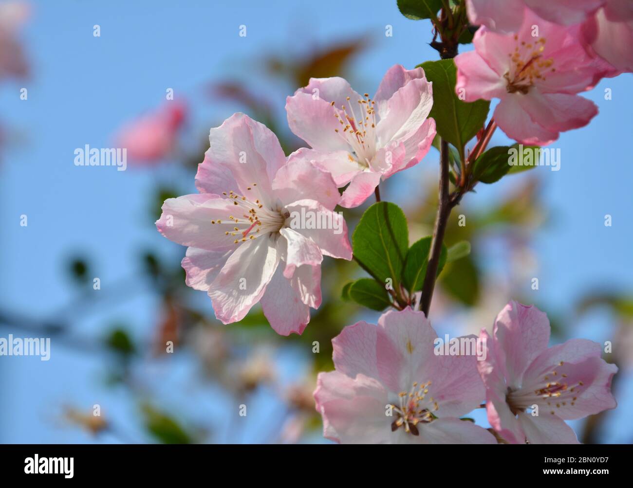 Rosa Krabapfleblüten im Frühjahr Stockfoto