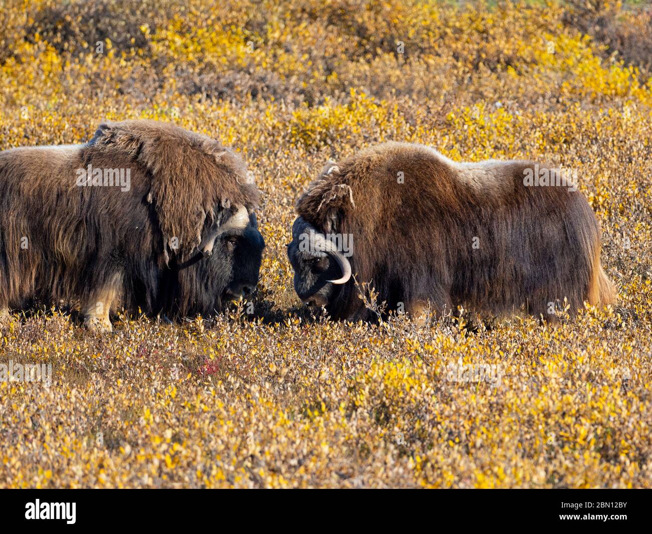 Moschusochsen, Herbst, Brooks Range, Arktis Alaska. Stockfoto