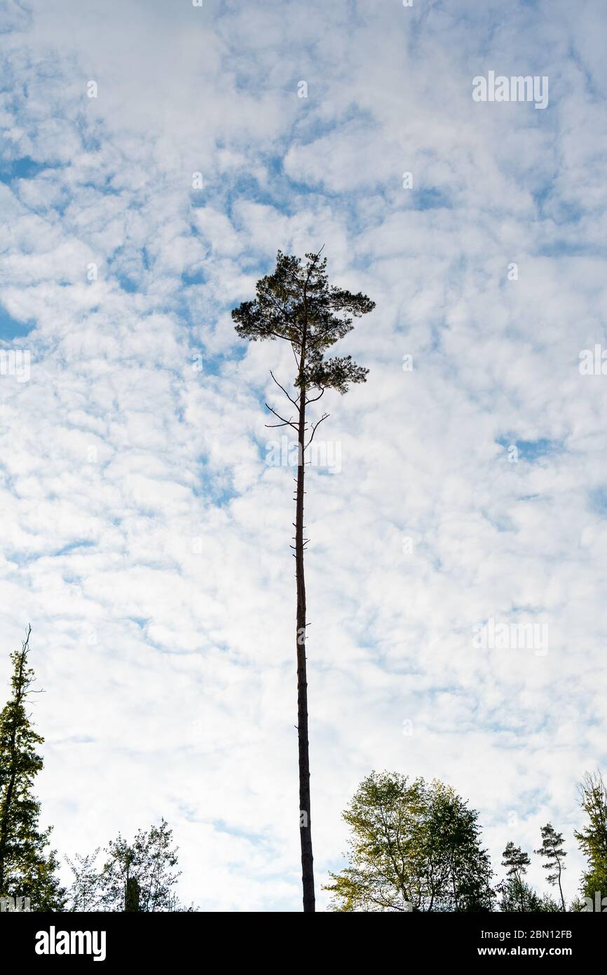 Ein halb toter Baum auf dem Hügel und wolkiger Himmel Stockfoto