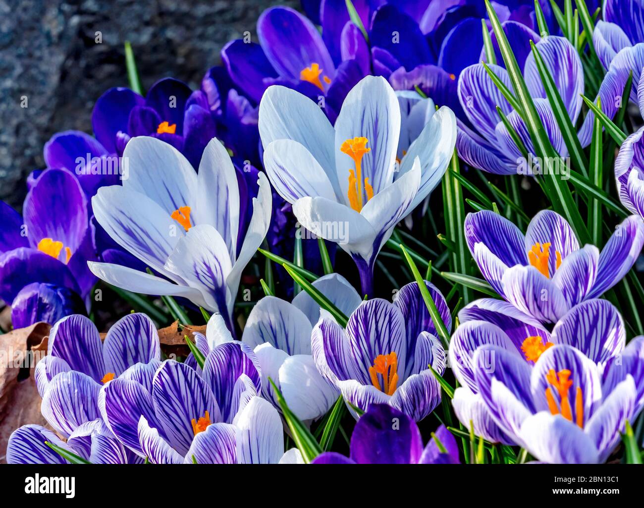 Blau Lila Weiß Gelb Krokusse Blüten Blühen Makro Bellevue Washington State. Erste Blume des Frühlings Stockfoto