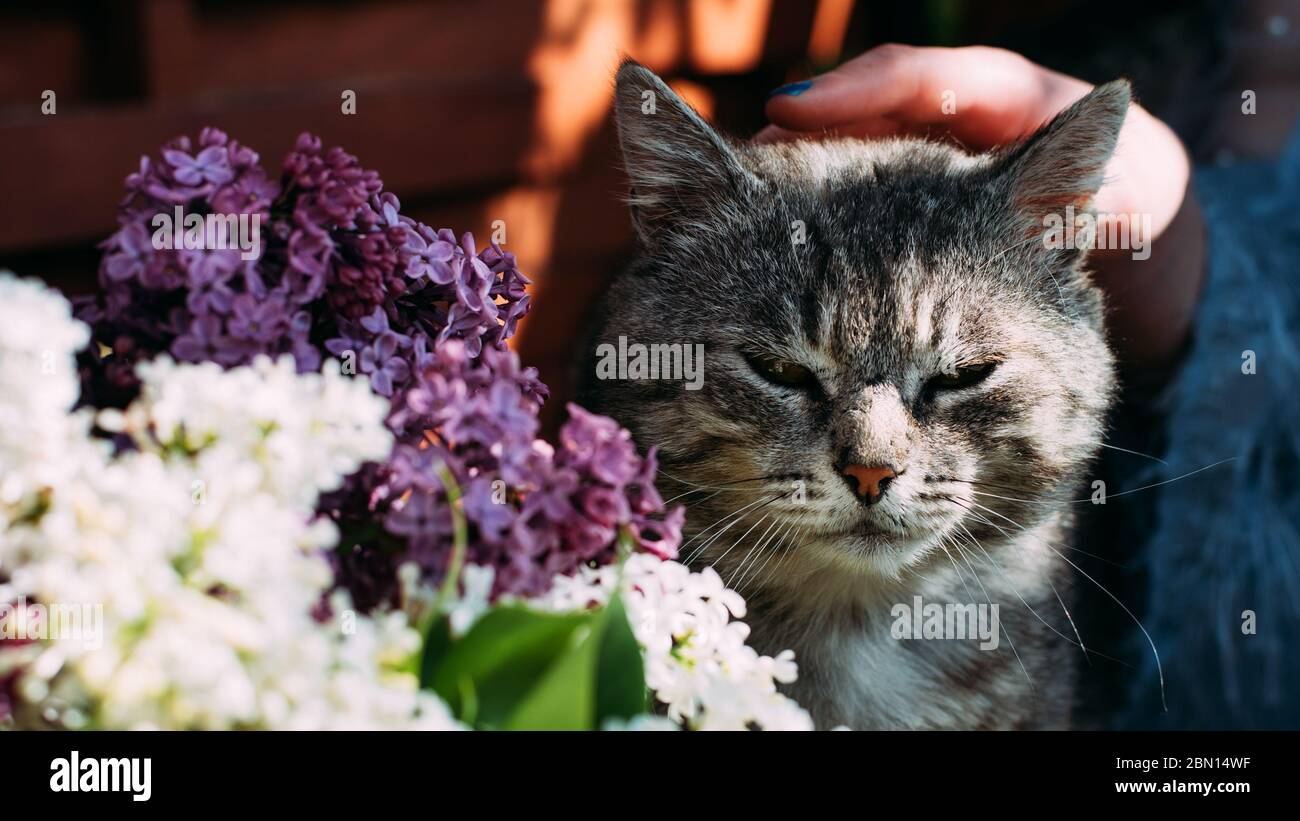 Graue zufriedene Katze, die um einen weißen lila Strauß Flieder sitzt Stockfoto