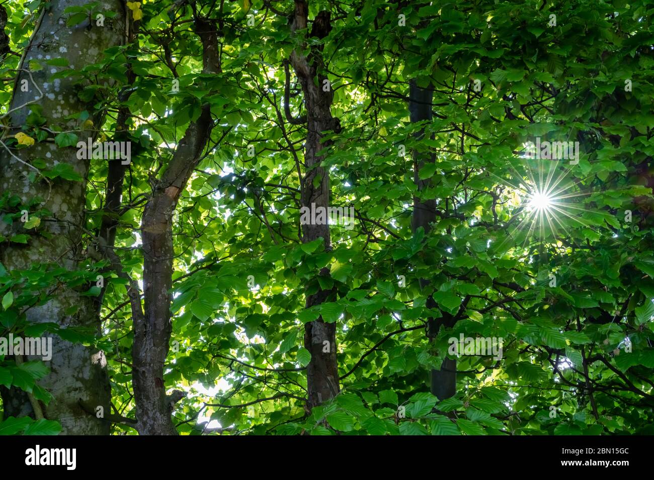 Sonnensterne, die sich in den dichten Wäldern am Oberen Zürichsee, Bollingen, Schemrikon, St. Gallen, Schweiz, abzeichnen Stockfoto