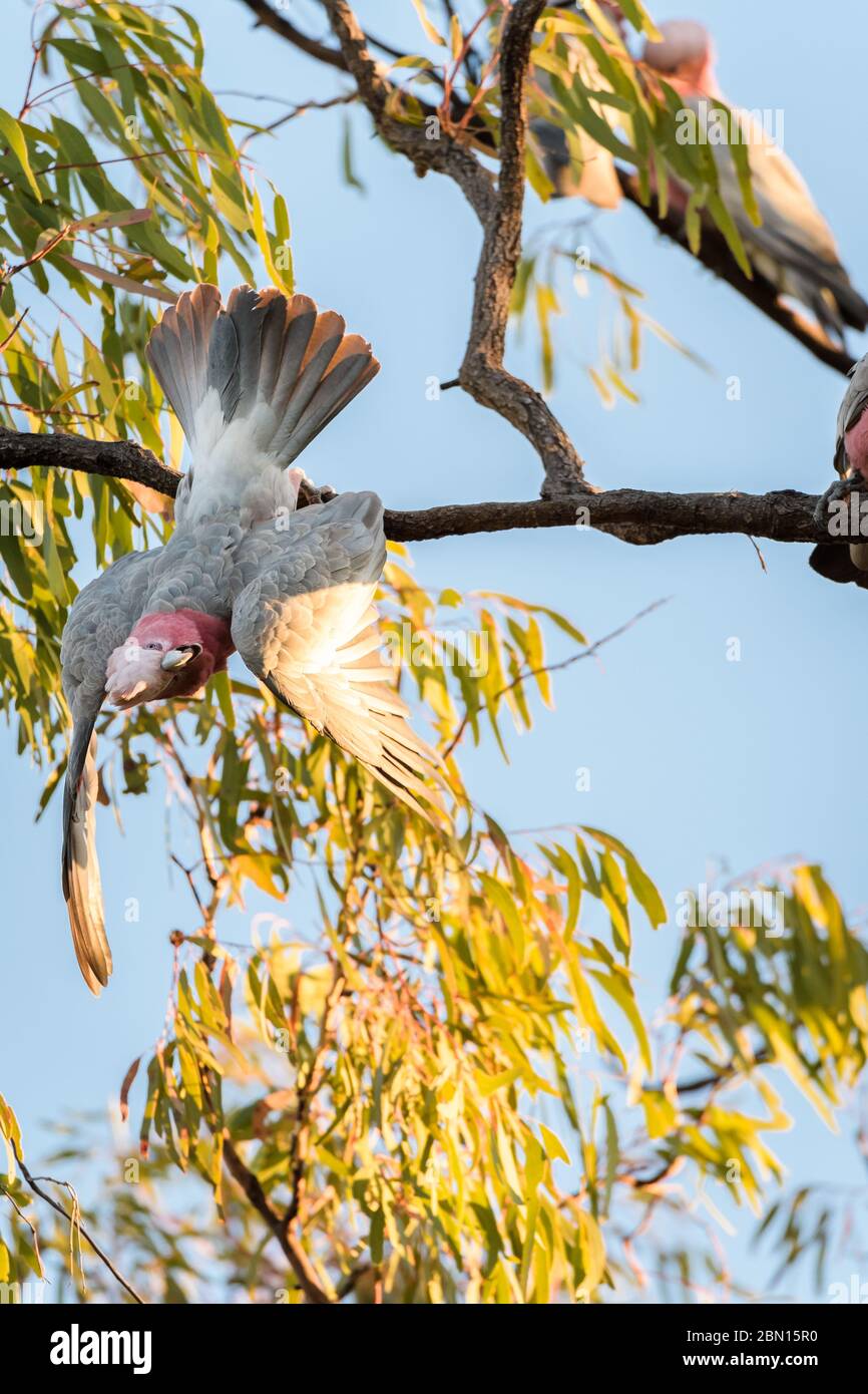 Rosafarbene Kakadus, die hoch auf einem Eukalyptusbaum neben einem Wasserloch im Outback im Westen von Queensland thronen, wollen ihren Durst stillen. Stockfoto