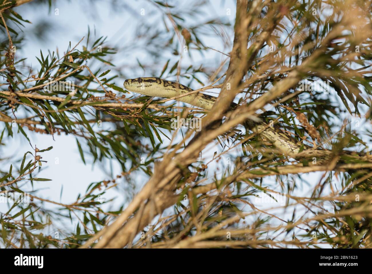 Eine Teppichpython beginnt am späten Nachmittag, um in einem Reservat in Townsville, Queensland, Australien, durch die Bäume zu jagen. Stockfoto