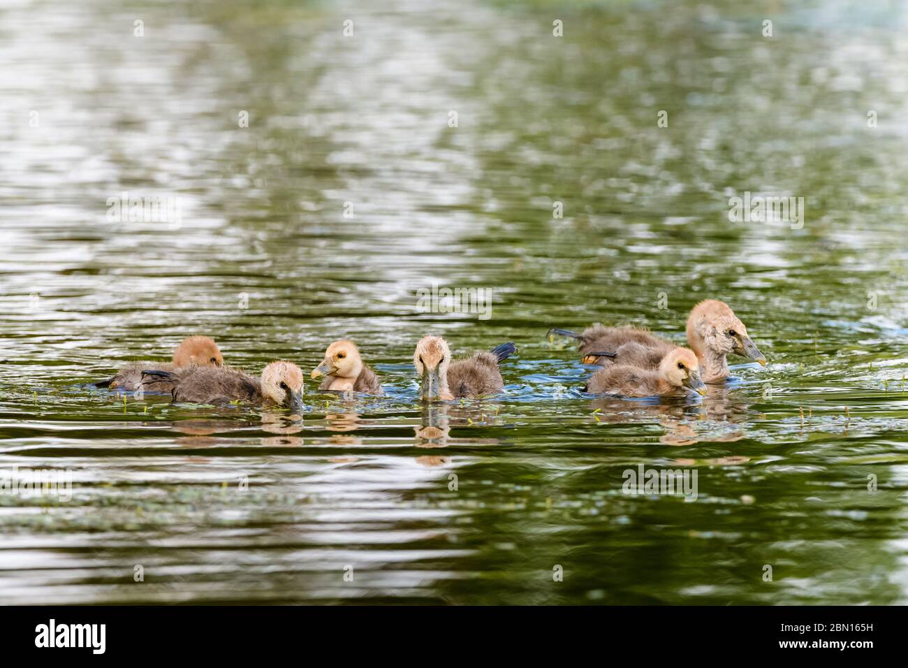 Eine große Schar von Magpie gossling Küken schwimmt zusammen, um Schutz an einem Wasserloch in North Queensland, Australien zu erhalten. Stockfoto