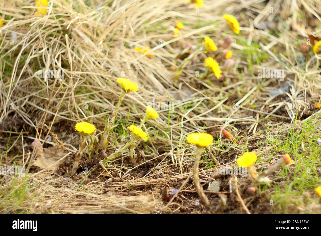 Erst frühling Fotos und Bildmaterial in hoher Auflösung Alamy