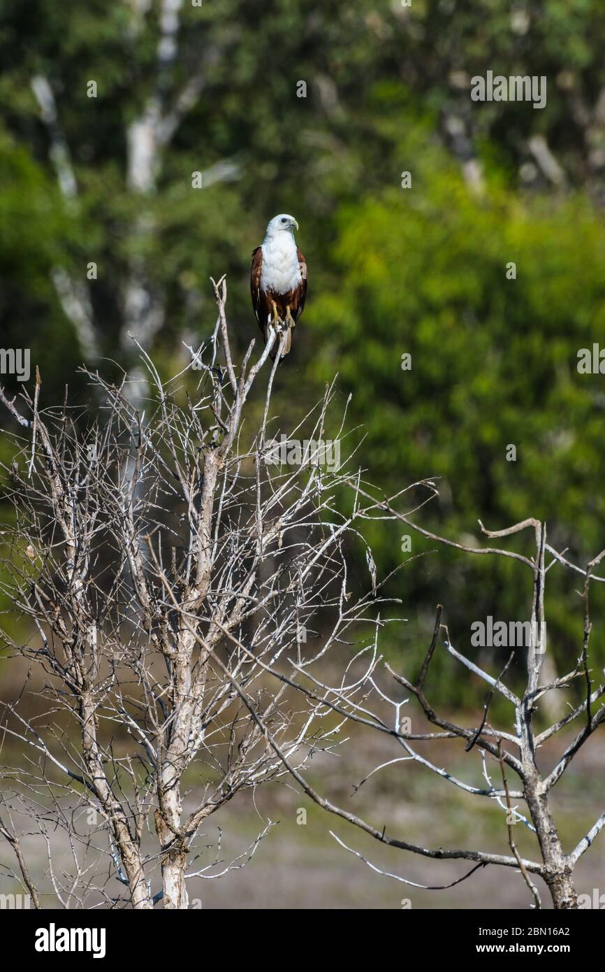 Umweltporträt von Brahminy Kite auf einem Baum thront, der seine Umgebung in einem Feuchtgebiet Lebensraum in einem Townsville Preserve, Australien. Stockfoto