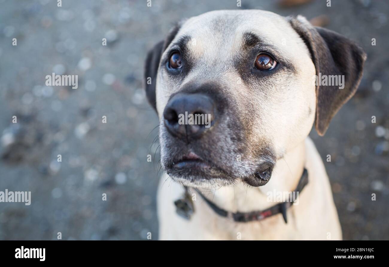 Bullmastiff x Staffordshire Bull Terrier Rettungshund, Melbourne, Australien Stockfoto