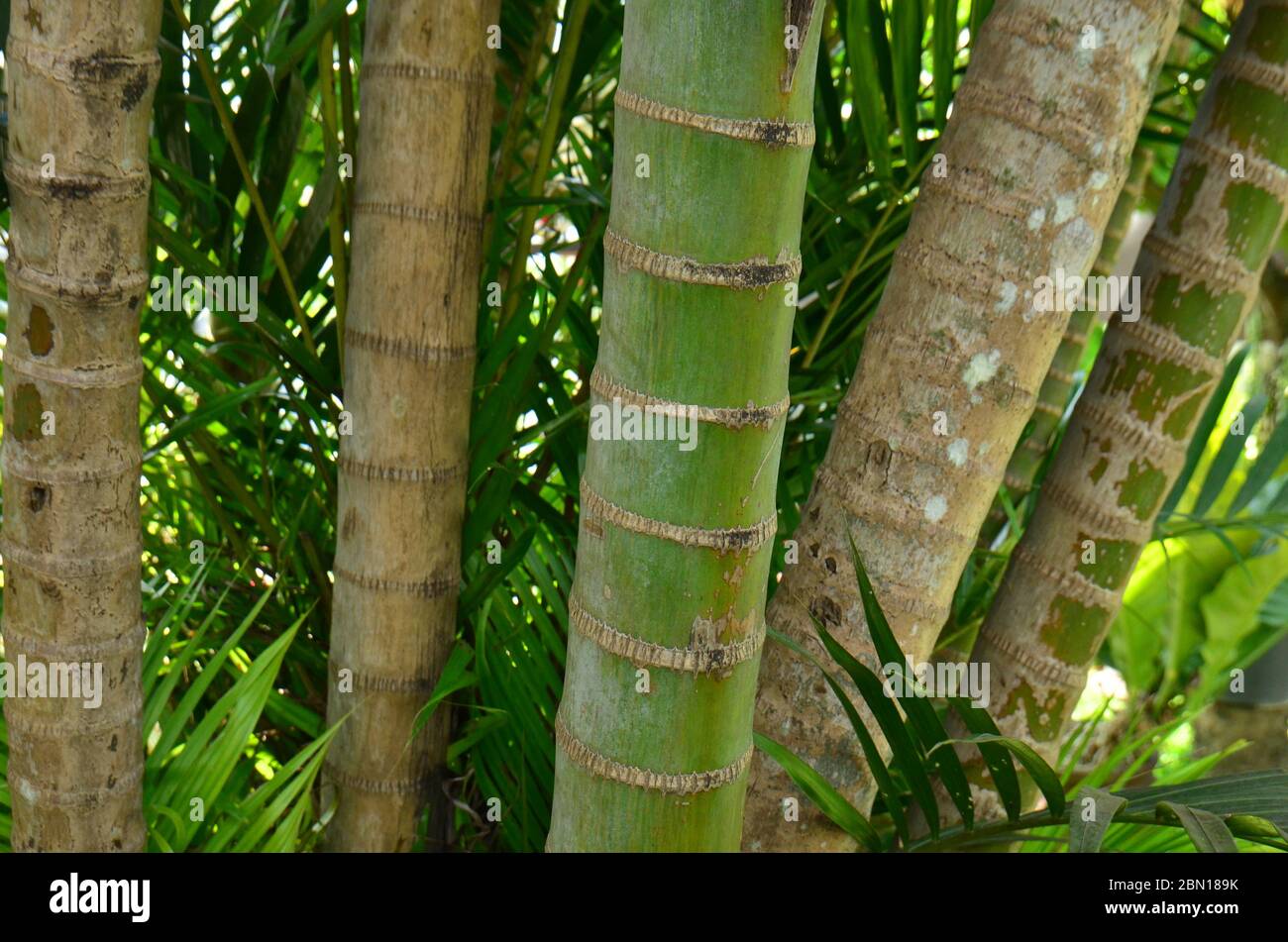 Frischer Bambus im tropischen Garten Stockfoto