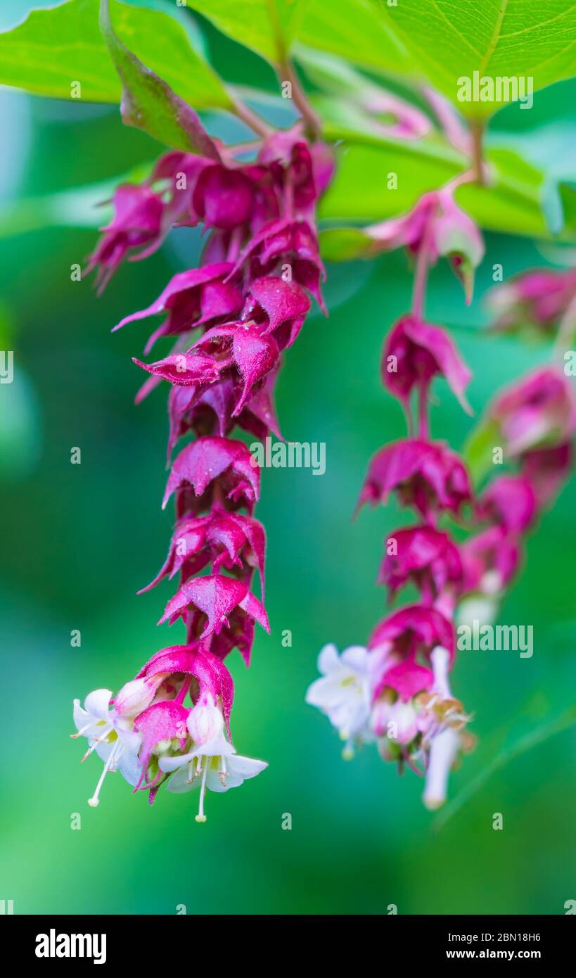 Leycesteria formosa Strauch (Fasan Berry, Himalayan Geißblatt, blühende Muskatnuss, Oma's Locken) im Herbst in West Sussex, England, UK. Stockfoto