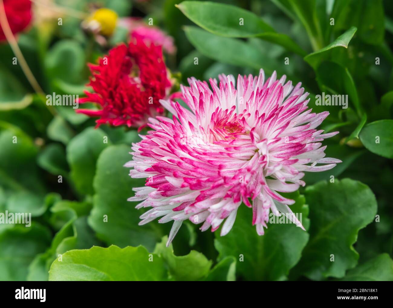 Bellis perennis' Habanera Mix' rosa und weisser Spitze (Englisch Daisy, Rasen Daisy) Daisy aus der Habanera Serie Blüte im Frühjahr in Großbritannien. Stockfoto