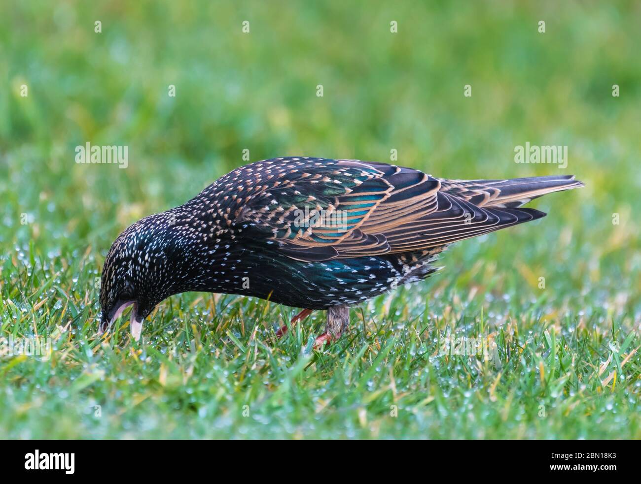 Gemeinsame Star (Sturnus vulgaris) Vogel im Winter Kommissionierung Würmer aus dem Boden in West Sussex, England, UK zu essen. Starling Fütterung. Stockfoto