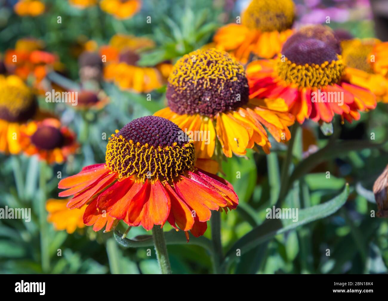 Nahaufnahme der orangen und gelben Blüten von Helenium 'Short and Sassy' (AKA Helens Blume), im Sommer (August) in Großbritannien. Stockfoto