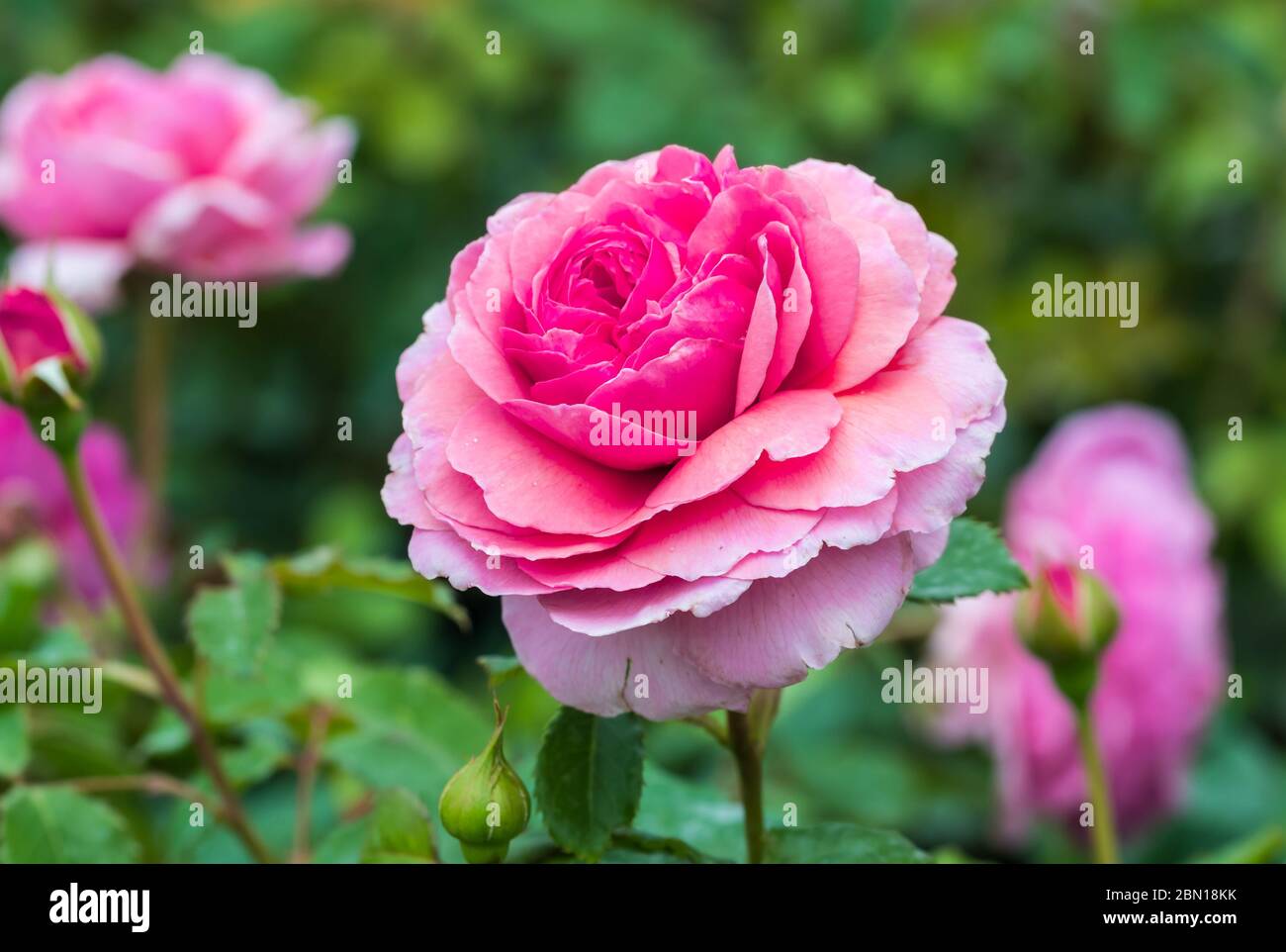 Rosa 'Prinzessin Alexandra von Kent" (Ausmerchant), eine Rosa duftende Englische Rose blühen im Sommer in West Sussex, England, UK. Stockfoto